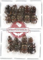 Scientific lot no. 505 Coprophaga (18 pcs)