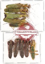 Scientific lot no. 7 Mantidae (10 pcs A2)