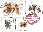 Scientific lot no. 725 Heteroptera (8 pcs)