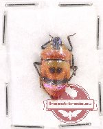 Scientific lot no. 721 Heteroptera (1 pc A2)