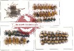 Scientific lot no. 27 Chrysomelidae (57 pcs)