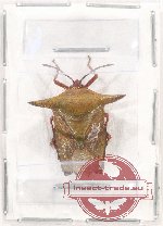 Pentatomidae sp. 33