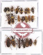 Scientific lot no. 719 (22 pcs)