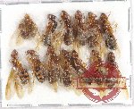 Scientific lot no. 18 Formicidae (13 pcs)