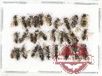 Scientific lot no. 260 Hymenoptera (30 pcs)