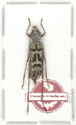 Acrocyrtidus fasciatus