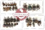 Scientific lot no. 36 Chrysomelidae (36 pcs)