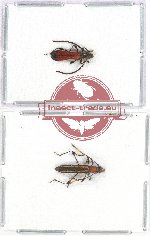 Scientific lot no. 150 Cerambycidae (2 pcs A2)