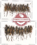 Scientific lot no. 137 Cerambycidae (20 pcs A-/A2)