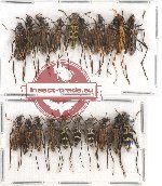 Scientific lot no. 133 Cerambycidae (20 pcs A-/A2)