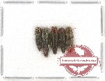 Scientific lot no. 76 Buprestidae (Agrilus spp.) (5 pcs)