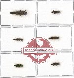 Scientific lot no. 81 Buprestidae (Agrilus spp.) (6 pcs)