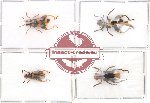 Scientific lot no. 36-1 Chrysomelidae (4 pcs)
