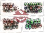 Scientific lot no. 28 Chrysomelidae (54 pcs)