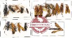 Scientific lot no. 282 Hymenoptera (18 pcs)