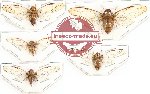 Scientific lot no. 11 Cicadidae (5 pcs)