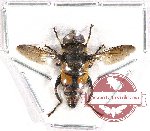 Diptera sp. 44 (A2)