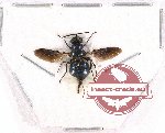 Diptera sp. 43 (A2)