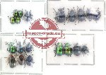 Scientific lot no. 29 Chrysomelidae (20 pcs)