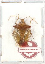 Pentatomidae sp. 34 (A2)