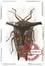 Pentatomidae sp. 37 (A-)