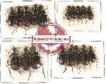 Scientific lot no. 379 Carabidae (18 pcs A, A-, A2)