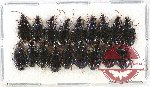 Scientific lot no. 339 Carabidae (18 pcs)