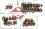 Scientific lot no. 30 Chrysomelidae (43 pcs)