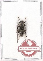 Cerambycidae sp. 71