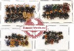 Scientific lot no. 239 Chrysomelidae (70 pcs)