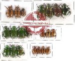 Scientific lot no. 202 Rutelinae (21 pcs)