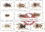 Scientific lot no. 431 Curculionidae (9 pcs)