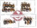Scientific lot no. 31 Chrysomelidae (28 pcs, some A2)