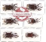 Scientific lot no. 433 Curculionidae (6 pcs)