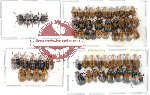 Scientific lot no. 32 Chrysomelidae (60 pcs)