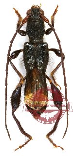 Epania singaporensis