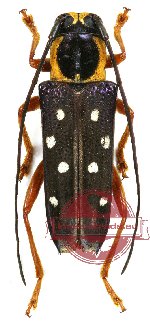 Glenea amboinica (A2)