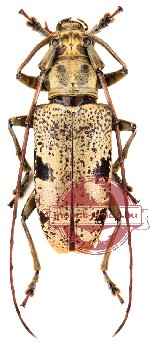 Epepeotes plorator ssp. sanghiricus (A-)