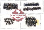 Scientific lot no. 38 Chrysomelidae (74 pcs)