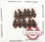 Scientific lot no. 347 Carabidae (10 pcs)