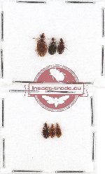 Scientific lot no. 350 Carabidae (6 pcs)