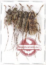 Scientific lot no. 167 Cerambycidae (5 pcs)