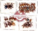 Scientific lot no. 39 Chrysomelidae (45 pcs)