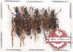 Scientific lot no. 184 Cerambycidae (5 pcs)