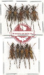 Scientific lot no. 183 Cerambycidae (10 pcs A-/A2)