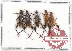 Scientific lot no. 186 Cerambycidae (5 pcs A-, A2)