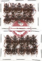 Hybosorinae sc. lot no. 83 (20 pcs)