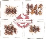 Scientific lot no. 40 Chrysomelidae (22 pcs)
