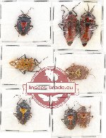 Scientific lot no. 739 Heteroptera (8 pcs)