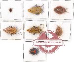 Scientific lot no. 740 Heteroptera (7 pcs)